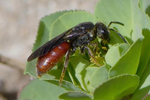 Réf. 248 314 : Sphecodes sp.